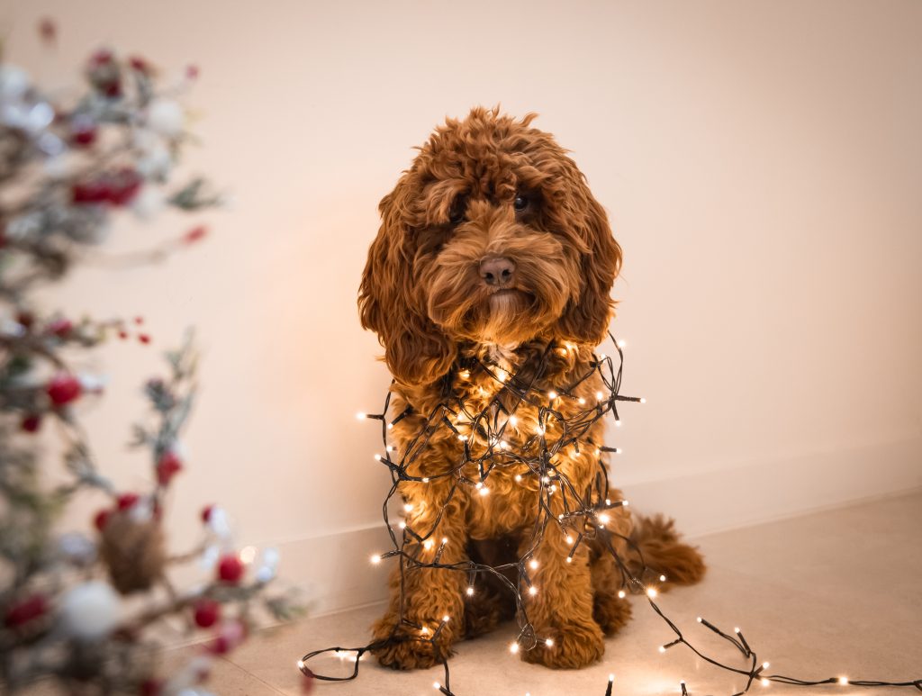 Hondje versierd met kerstlichtjes voor een witte muur.