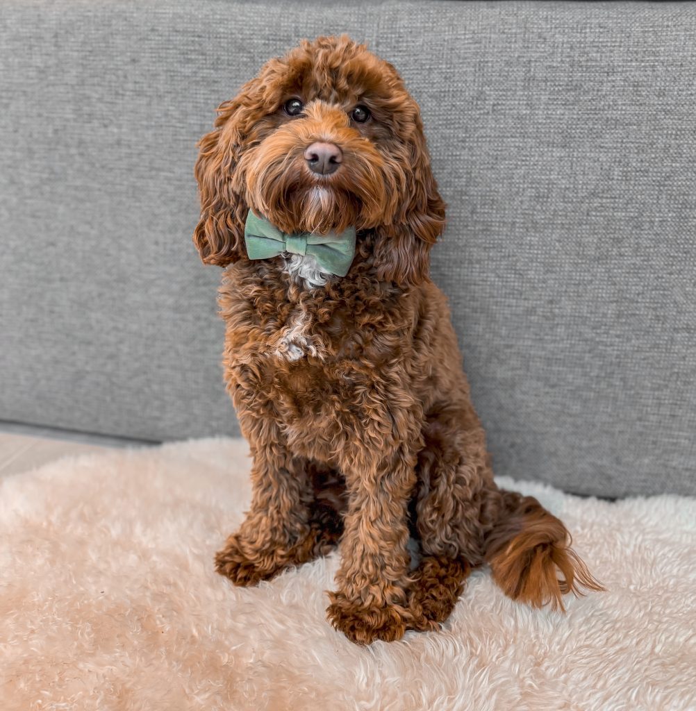 Foto van bruine hond met groen strikje