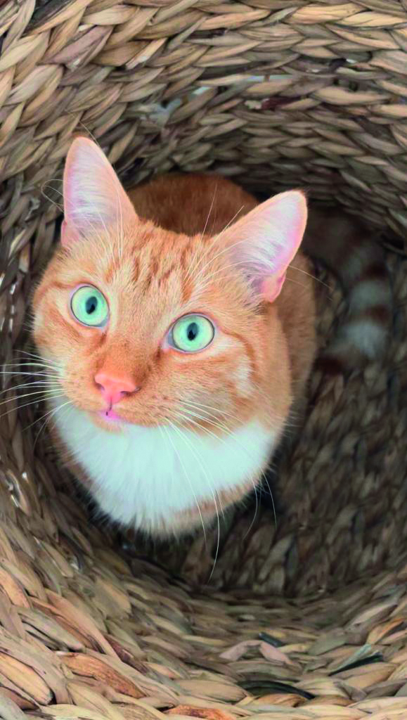 Foto van roestkleurige kat met witte borst